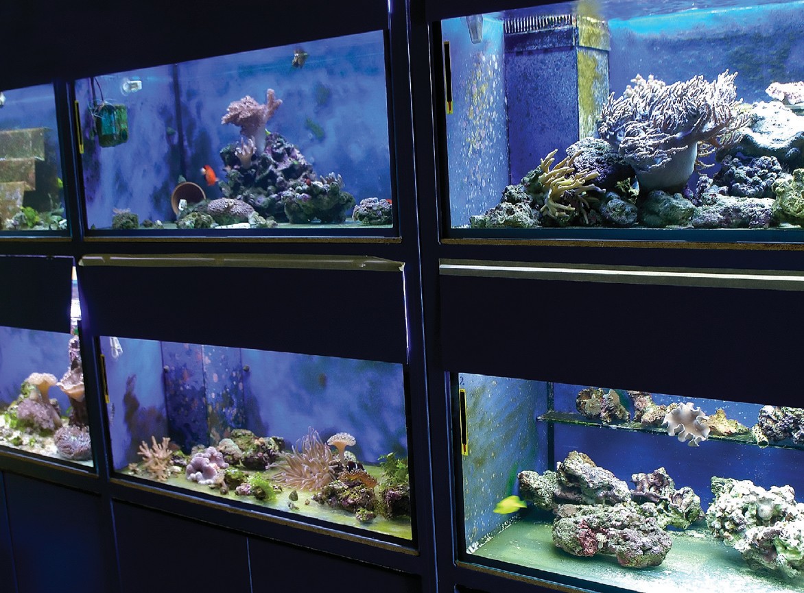 Welcome to AquaHaven: Your Premier Aquarium Decor and Equipment Store